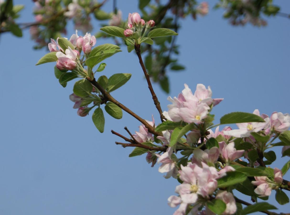Op D'N Stolberg Bed and Breakfast Weert Buitenkant foto